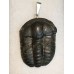 Přívěšek z trilobita